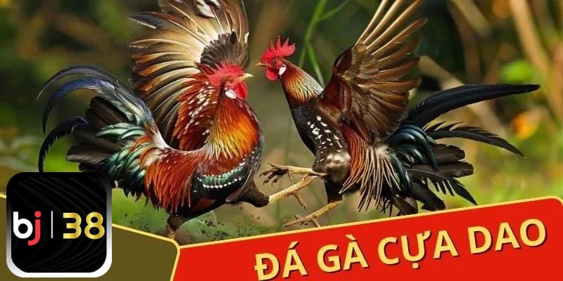 Đá gà cựa dao là 