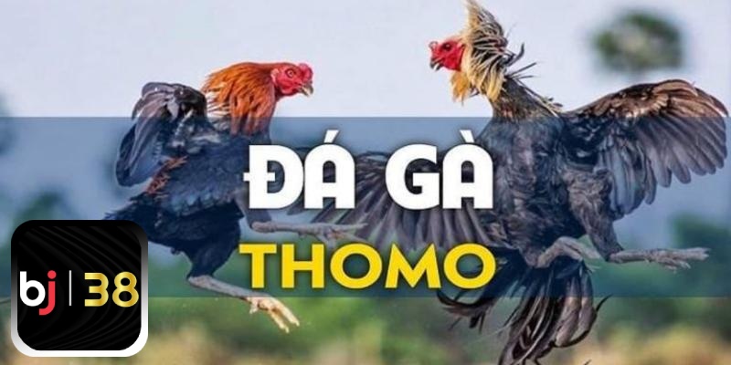 Đá gà Thomo là gì?