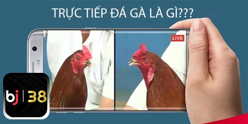 Đá gà trực tiếp là gì?